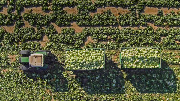 Cabbage field in Sankt Pölten, Austria