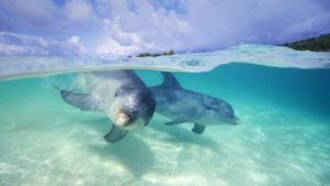水面下的宽吻海豚 (© Stephen Frink/The Image Bank/Getty Images)(Bing China)