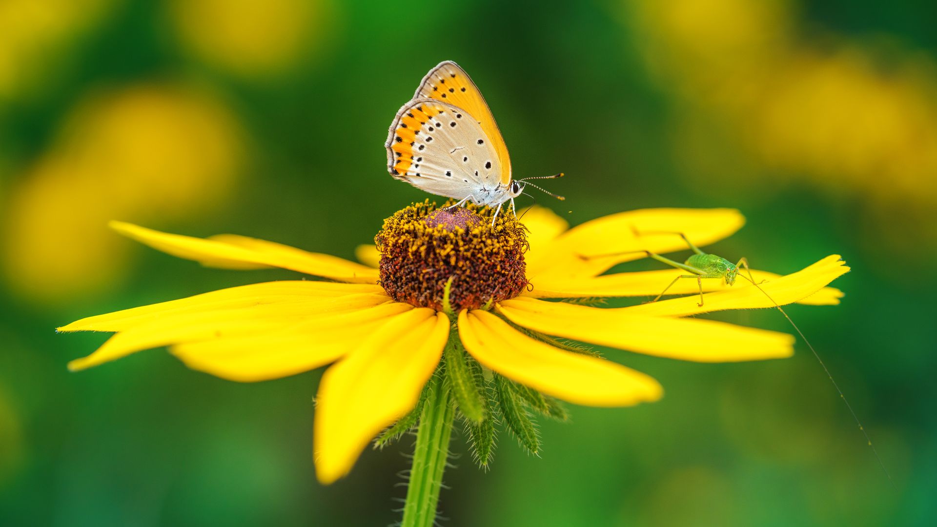 Butterfly pollinating on yellow flower