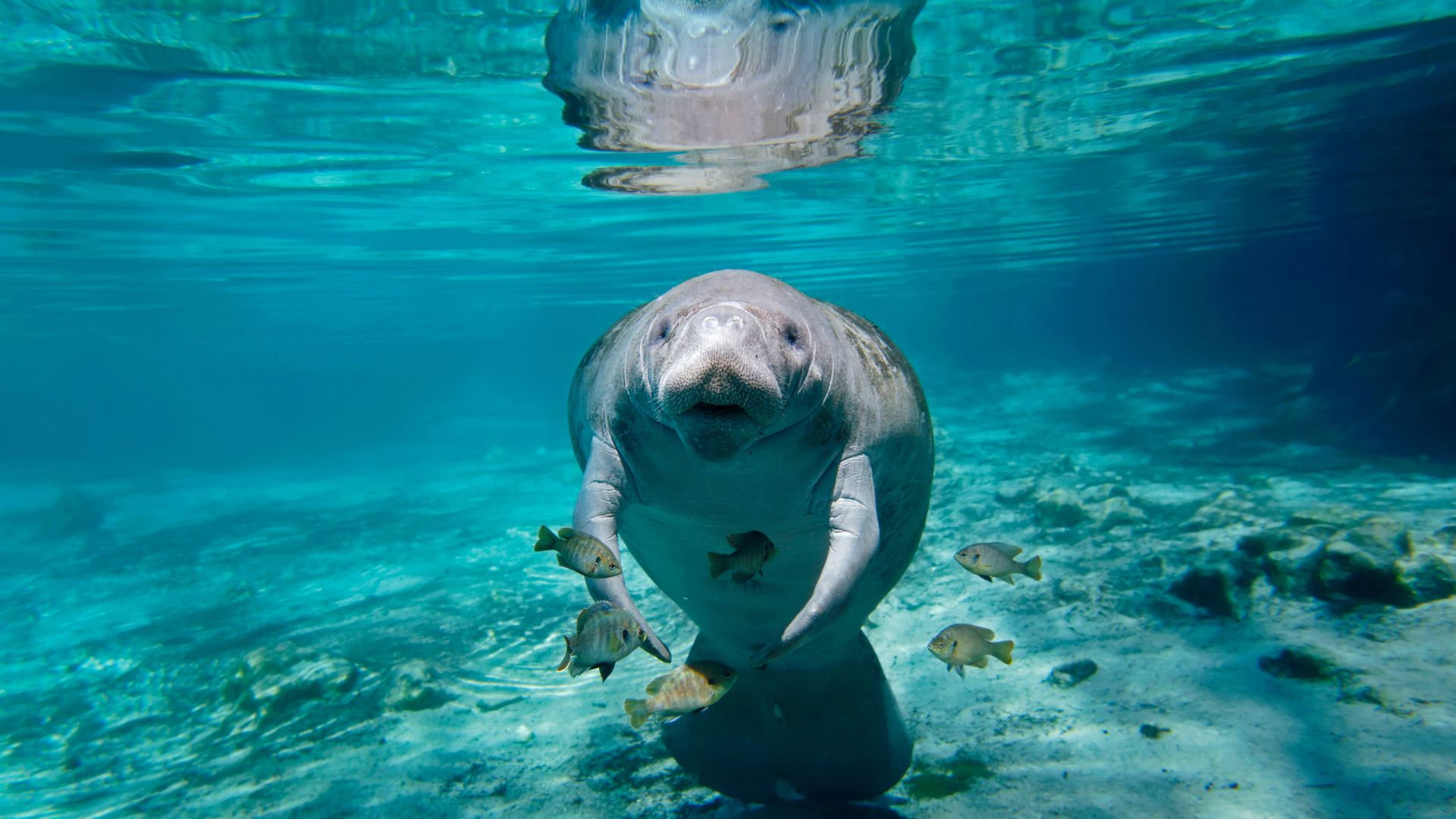 Manatee in Florida