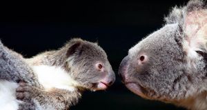 A family of koalas with a little joey (© Paco Alcantara/Getty Images) &copy; (Bing New Zealand)