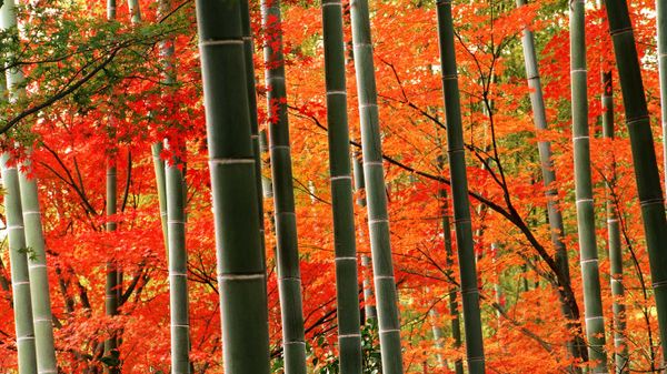 Bamboo forest and fall foliage in Arashiyama Park, Kyoto, Japan