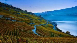 Terraced vineyards of the Lavaux region on the shores of Lake Geneva, Switzerland (© Yves Marcoux/plainpicture)(Bing New Zealand)