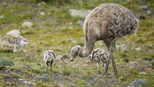 Lesser rhea adult male with chicks, Torres del Paine National Park, Patagonia, Chile (© Ignacio Yufera/Minden Pictures)(Bing United States)