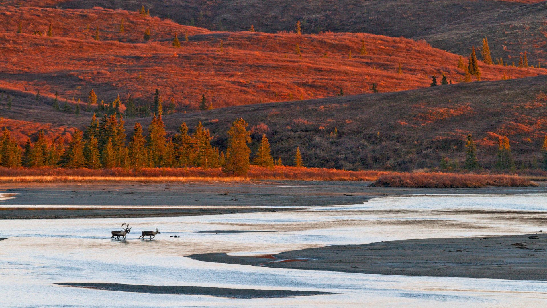 Reindeer crossing the Susitna River during the autumn rut, Alaska, USA