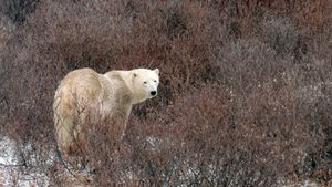 Polar bear in Churchill, Manitoba, Canada (© karen crewe/Getty Images)(Bing United States)