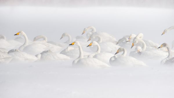 屈斜路湖のオオハクチョウ, 北海道