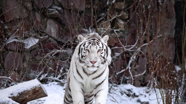 A white tiger at the Moscow Zoo, Moscow, Russia