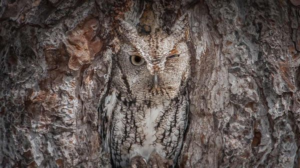 An eastern screech owl in the Okefenokee National Wildlife Refuge, Georgia, USA