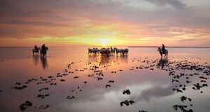 A silhouette of Guardians standing by a herd of white horses at sunrise in the Camargue (© SIME / eStock Photo) &copy; (Bing Australia)