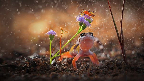 Gecko and insect on rainy day, Indonesia