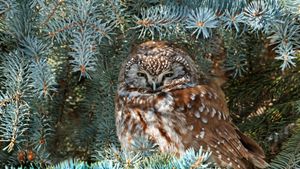 Boreal owl, Saskatchewan, Canada (© Nick Saunders/Minden Pictures)(Bing United States)