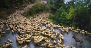 Âne au milieu d’un troupeau de moutons pendant la transhumance d’automne entre la Haute-Savoie et la Provence (© Robert Cundy/Age fotostock) &copy; (Bing France)