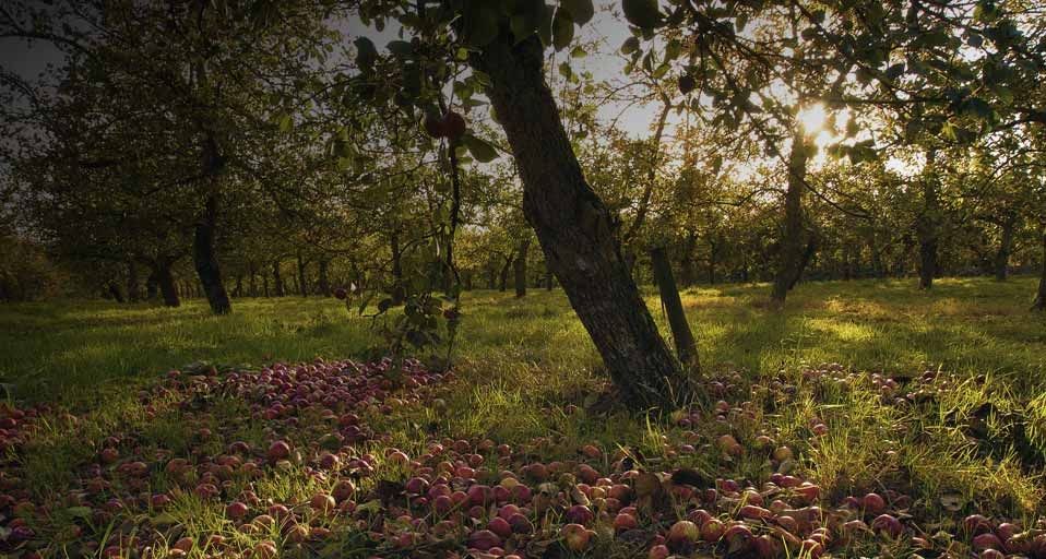 AppleOrchard