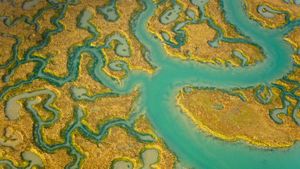 Aerial view of salt marsh at Abbotts Hall Farm, Essex (© Terry Whittaker/2020VISION/Minden Pictures)(Bing United Kingdom)