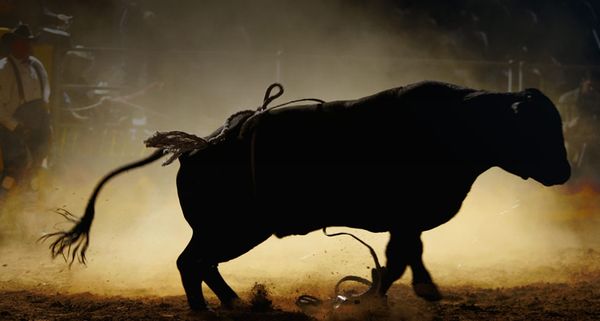 Victorious bull/Night