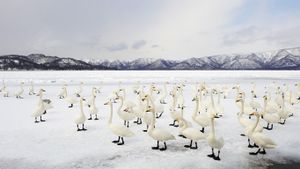Whooper swans, Lake Kussharo, Akan National Park, Japan (© Ben Cranke/Corbis)(Bing Australia)