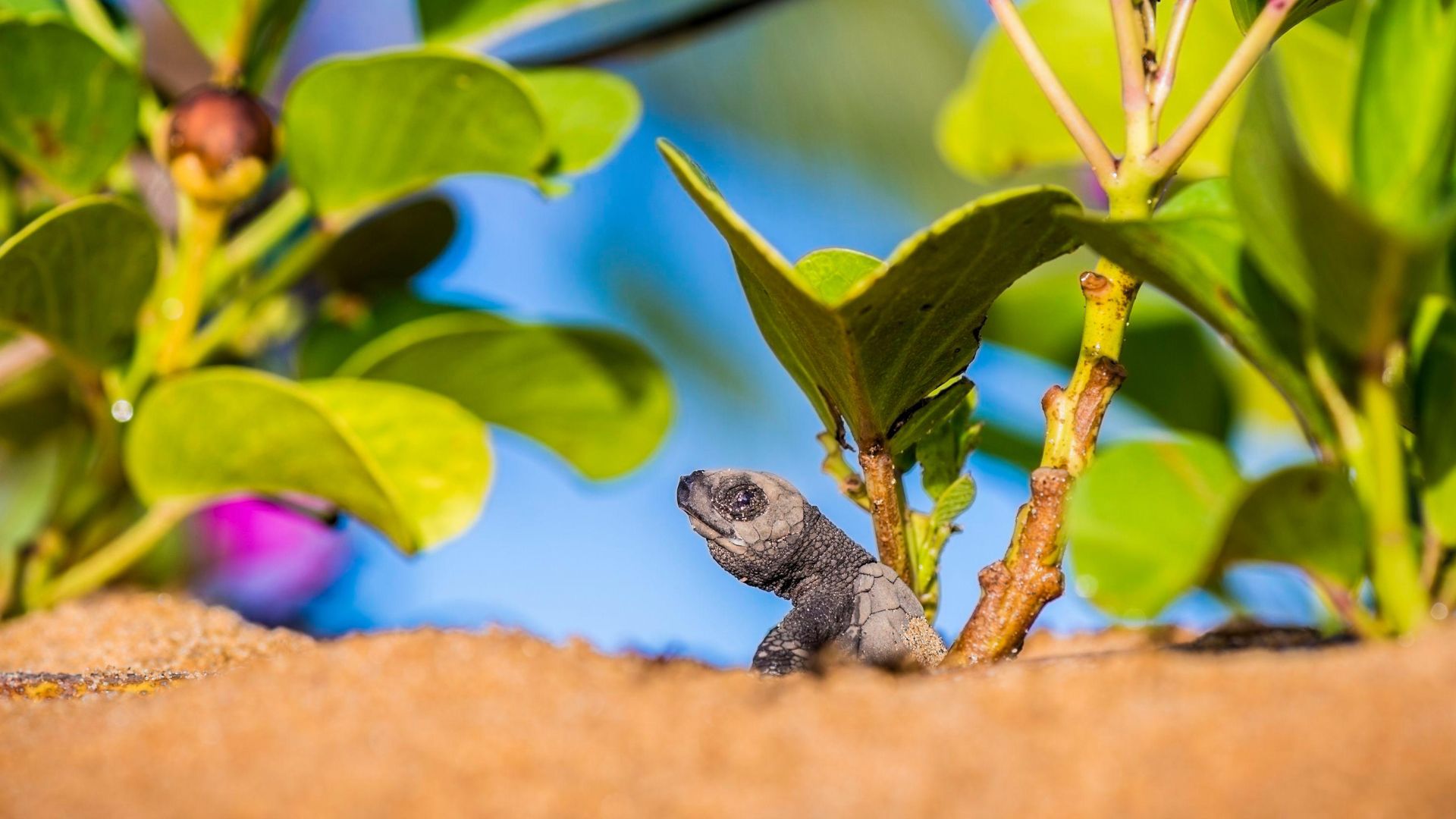 Bébé tortue olivâtre quittant le nid pour rejoindre l'océan, plage de Remire-Montjoly, Cayenne, Guyanne