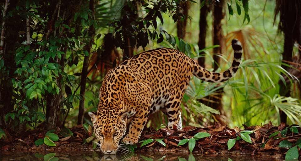 Jaguar drinking at a water hole in Belize