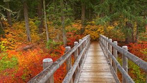 Brücke auf dem McKenzie River Trail, Willamette National Forest, Oregon, USA (© Don Paulson/Danita Delimont)(Bing Deutschland)