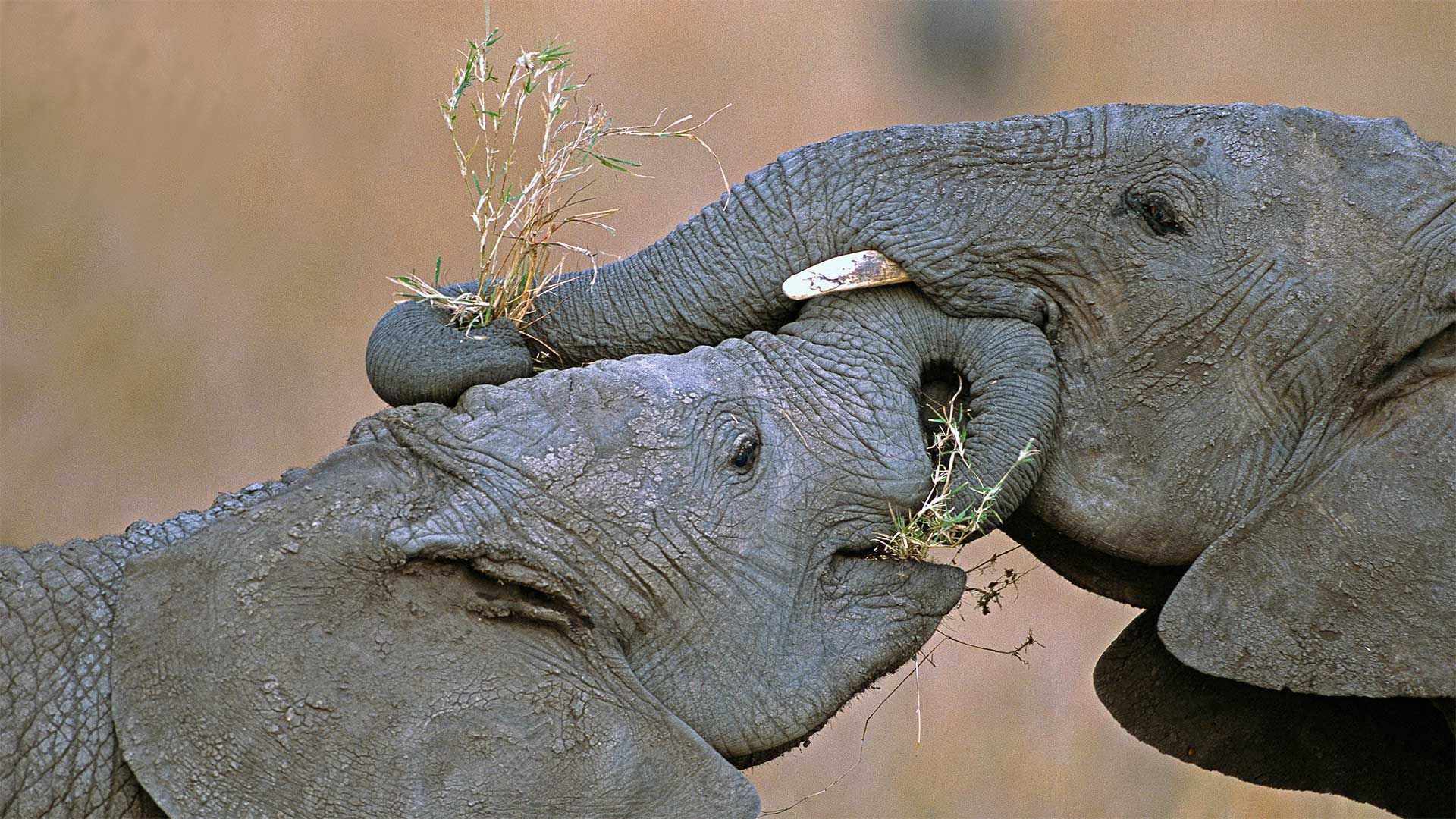 African bush elephants, Masai Mara National Reserve, Kenya