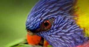 A Rainbow Lorikeet preening its feathers -- Tim Laman/Getty Images &copy; (Bing New Zealand)