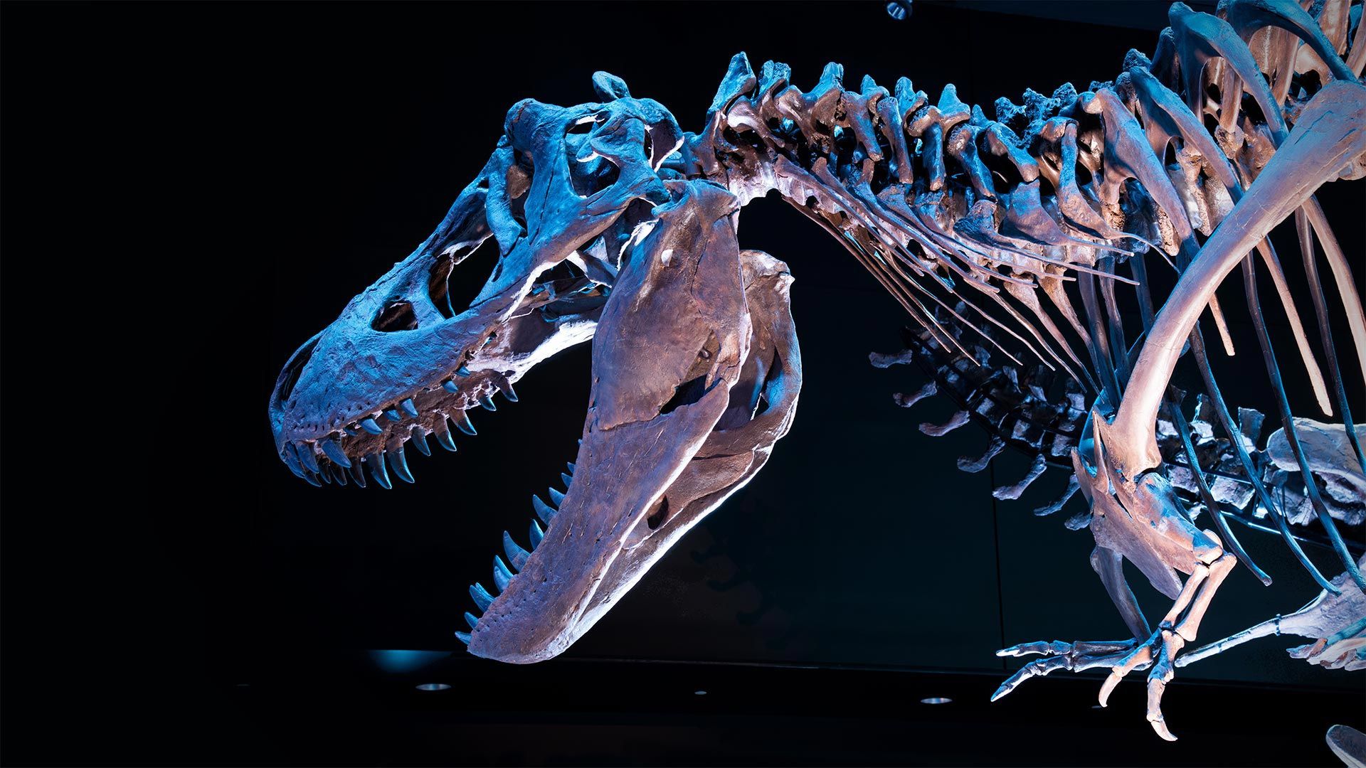 Fossil of a Tyrannosaurus rex skeleton