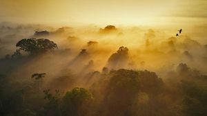 Yasuní National Park in Amazonian Ecuador (© Paul Bertner/Minden Pictures)(Bing United Kingdom)