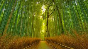 Sendero en el bosque de bambú de Arashiyama, Kioto, Japón (© Razvan Ciuca/Getty Images)(Bing España)