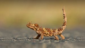 Thorny devil, Watarrka National Park, Australia (© Yva Momatiuk and John Eastcott/Minden Pictures)(Bing Australia)