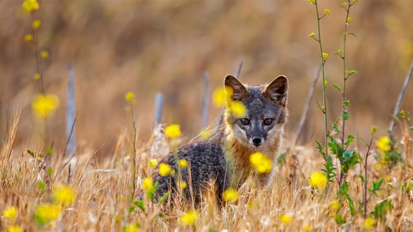 Island fox on Santa Cruz Island, Channel Islands National Park, California