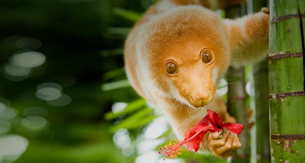 Spotted cuscus on a tree in Tufi, Oro Province, Papua New Guinea
