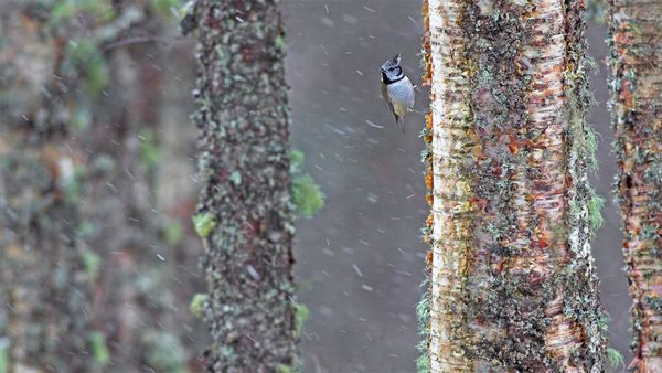 A European crested tit weathers a storm in Scotland