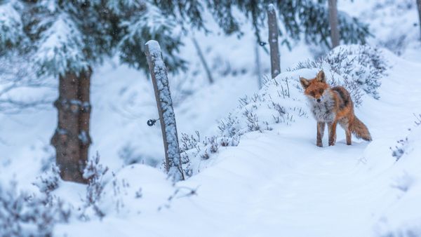 Renard roux, Lac des Truites, Soultzeren, Alsace, France