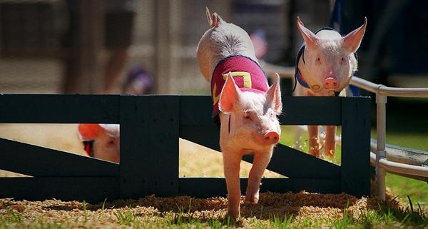 All-Alaskan Racing Pigs leap over the fence along the pig race track at the Alameda County Fair