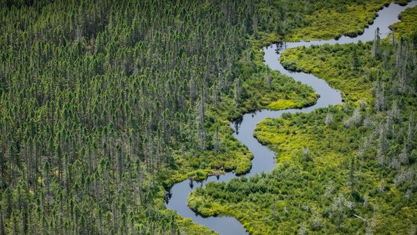 Norcross Brook and wetlands, Maine, USA