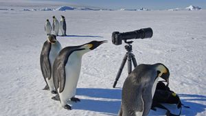 一群好奇的帝企鹅 (© Mint Images Limited/Alamy)(Bing China)
