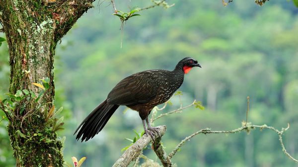 Dusky-legged guan (Penelope obscura) in the Atlantic Forest, Itatiaia National Park, Rio de Janeiro State, Brazil