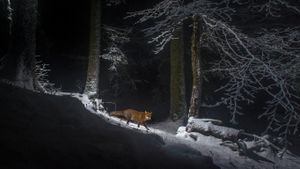 Un renard roux dans une forêt du Canton du Jura (© Laurent Geslin/NPL/Minden Pictures)(Bing France)