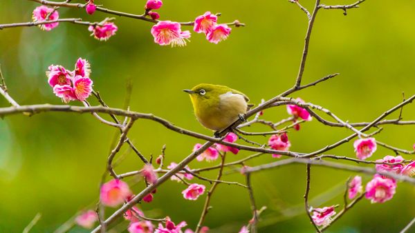 Warbling white-eye among plum blossoms in Yokohama, Japan