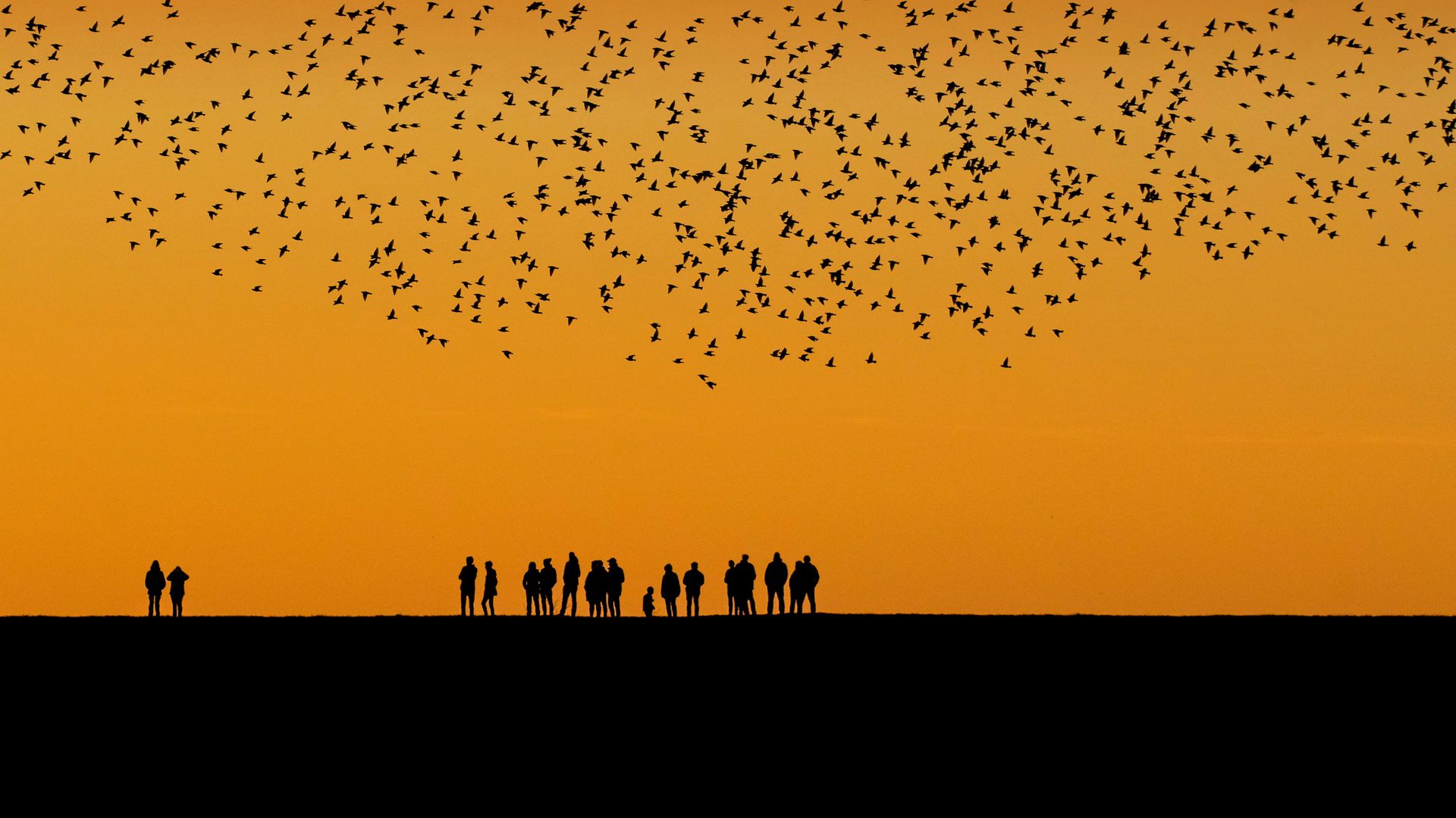 Starlings during the autumn migration in the wetlands between Denmark and Germany