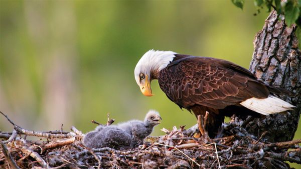 Bald eagles in Anchorage, Alaska