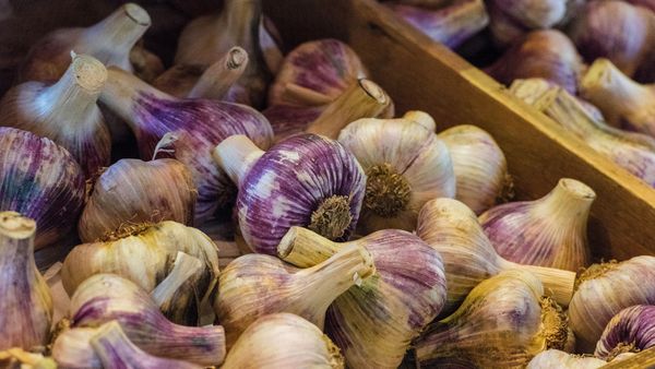Fresh garlic bulbs for sale at the garlic farm on the Isle of Wight, England
