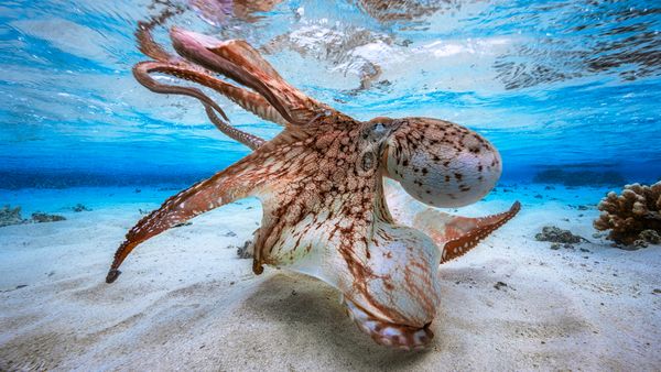 Octopus in defensive posture, Mayotte, Indian Ocean