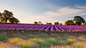 Field of lavender, Somerset, England (© Doug Chinnery/Getty Images)(Bing United States)
