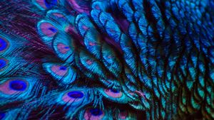 Peacock feathers (© sarayut Thaneerat/Getty Images)(Bing Australia)