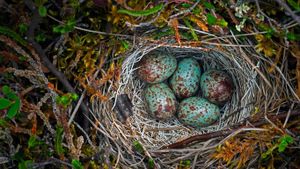 Nid d’oiseaux, refuge faunique national Arctic, Alaska, États-Unis (© Mint Images/Offset)(Bing France)
