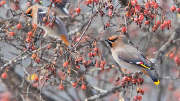 Bohemian waxwing, Canada
