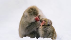 日本阿尔卑斯山脉，雪中的日本猕猴 (© Konrad Wothe/Minden Pictures/Getty Images)(Bing China)