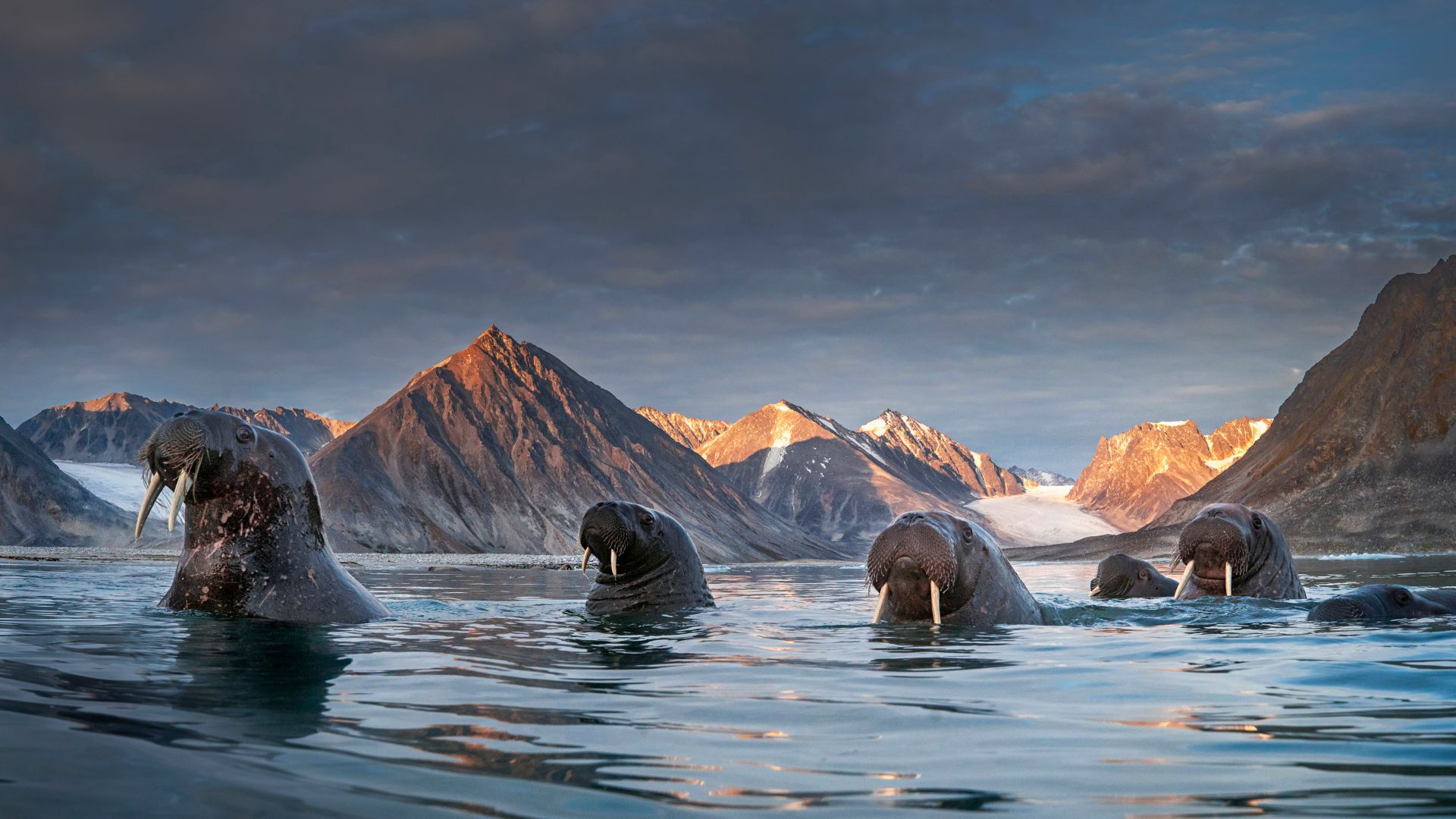 Troupeau de morses dans le nord du Spitzberg, archipel du Svalbard, Norvège